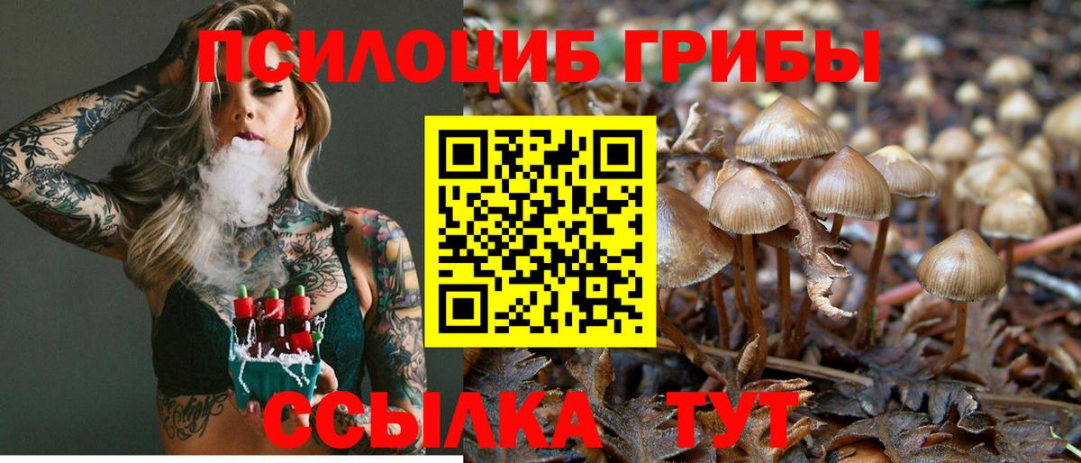 Псилоцибиновые грибы Psilocybe  Великий Новгород  Псилоцибиновые грибы прущие грибы 