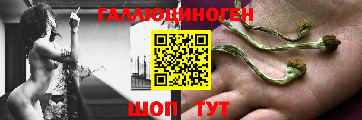 Галлюциногенные грибы Psilocybine cubensis Великий Новгород